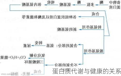 蛋白质代谢与健康的关系
