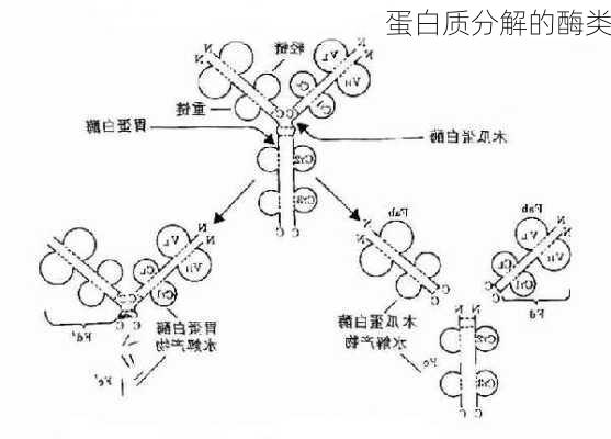 蛋白质分解的酶类