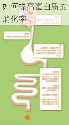 如何提高蛋白质的消化率