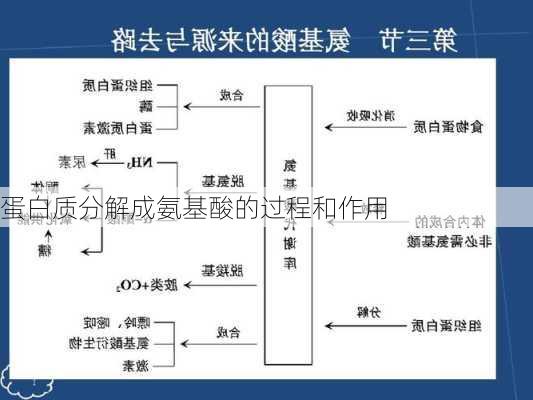 蛋白质分解成氨基酸的过程和作用