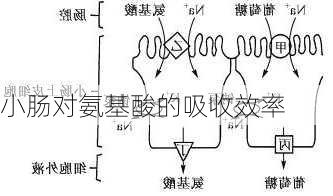 小肠对氨基酸的吸收效率