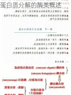 蛋白质分解的酶类概述