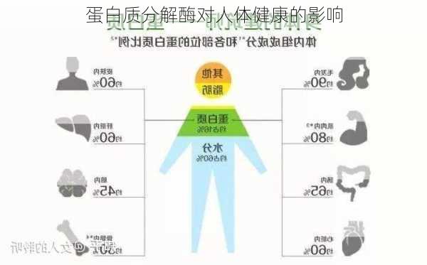 蛋白质分解酶对人体健康的影响