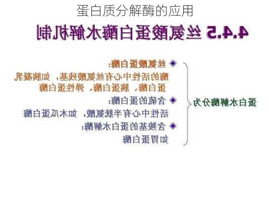 蛋白质分解酶的应用