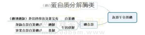蛋白质分解酶类