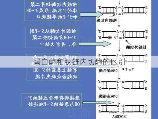 蛋白酶和肽链内切酶的区别