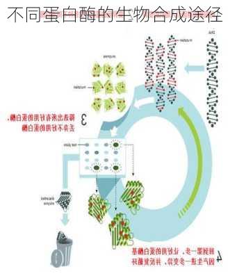 不同蛋白酶的生物合成途径