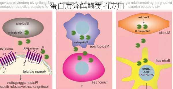 蛋白质分解酶类的应用