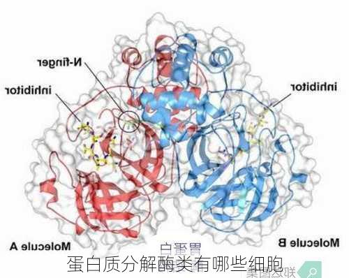 蛋白质分解酶类有哪些细胞