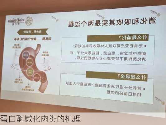 蛋白酶嫩化肉类的机理