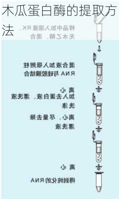 木瓜蛋白酶的提取方法