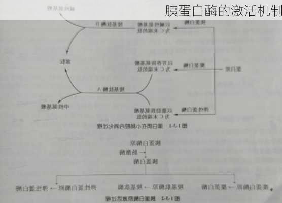胰蛋白酶的激活机制