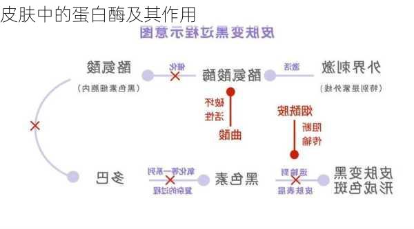 皮肤中的蛋白酶及其作用