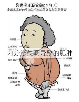 内分泌失调导致的肥胖