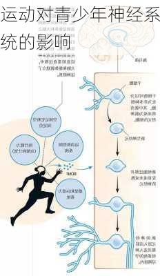 运动对青少年神经系统的影响