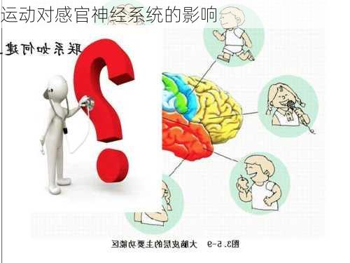 运动对感官神经系统的影响