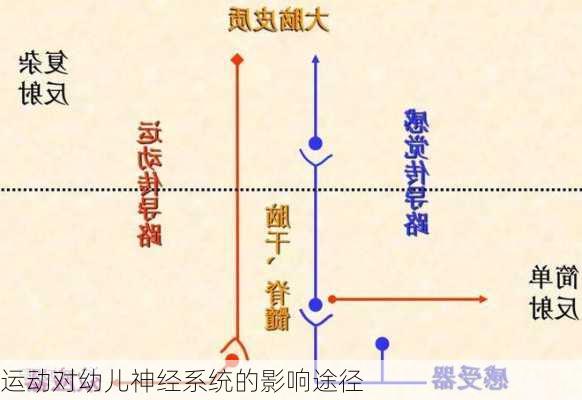 运动对幼儿神经系统的影响途径