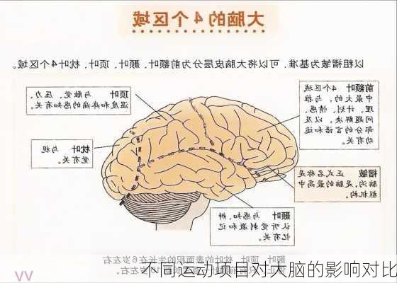 不同运动项目对大脑的影响对比