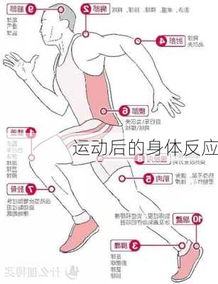运动后的身体反应