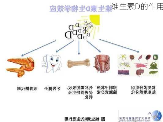 维生素D的作用