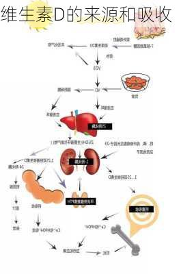 维生素D的来源和吸收