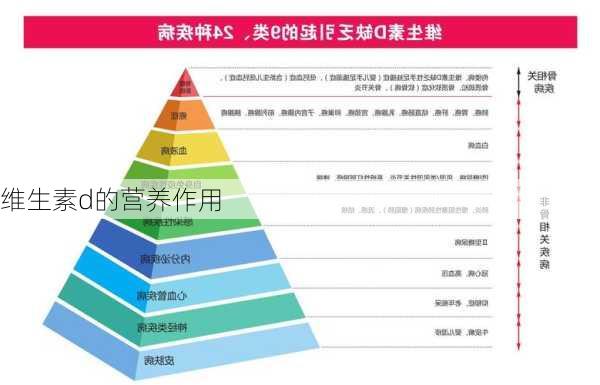 维生素d的营养作用