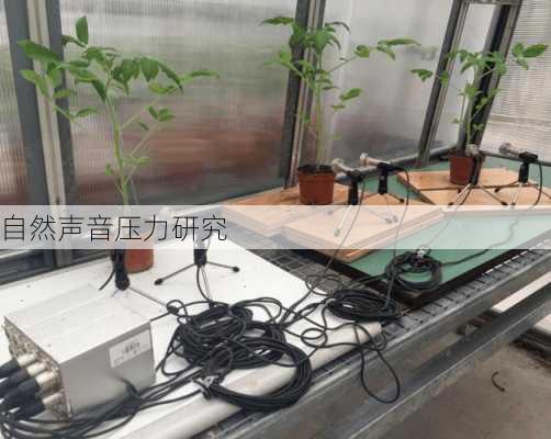 自然声音压力研究