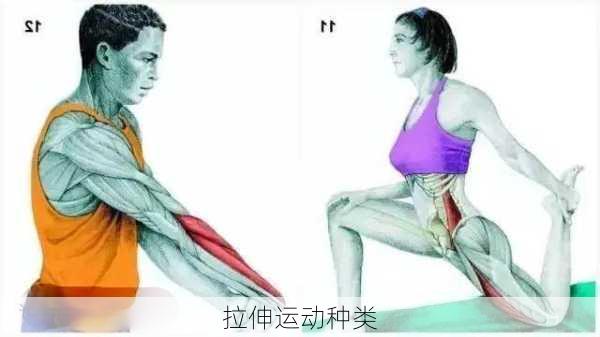 拉伸运动种类