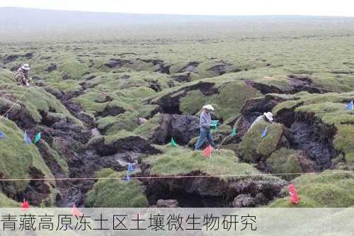 青藏高原冻土区土壤微生物研究