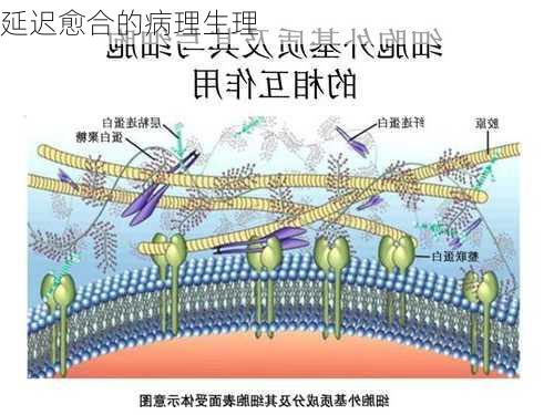 延迟愈合的病理生理