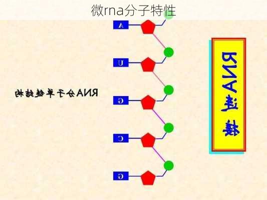 微rna分子特性