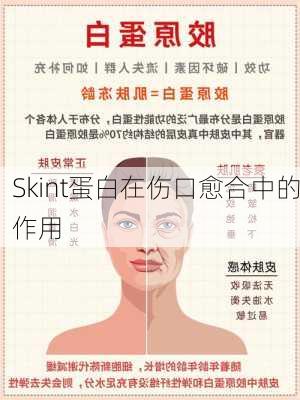Skint蛋白在伤口愈合中的作用