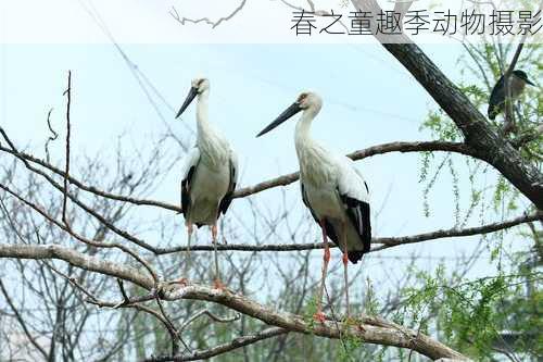 春之童趣季动物摄影