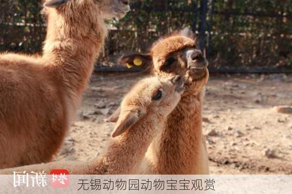 无锡动物园动物宝宝观赏