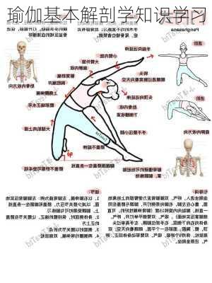 瑜伽基本解剖学知识学习