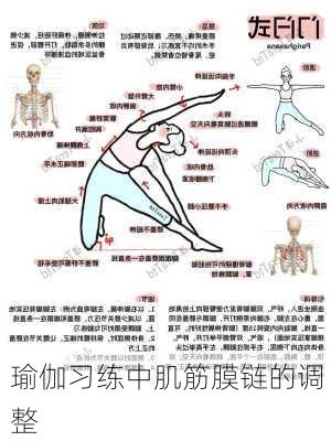 瑜伽习练中肌筋膜链的调整