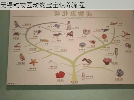 无锡动物园动物宝宝认养流程