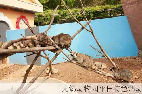 无锡动物园平日特色活动