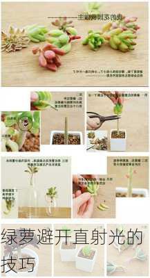 绿萝避开直射光的技巧