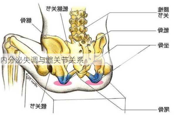 内分泌失调与髋关节关系