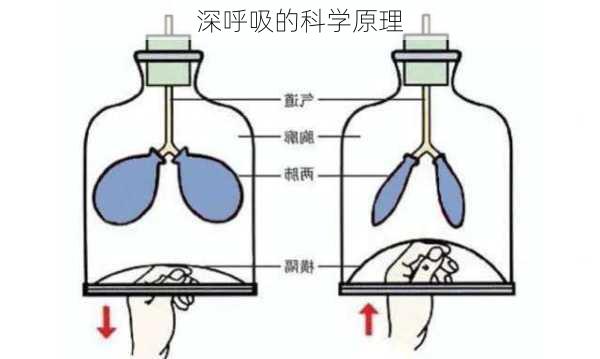 深呼吸的科学原理