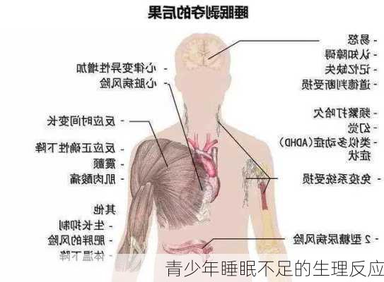 青少年睡眠不足的生理反应