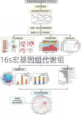16s宏基因组代谢组