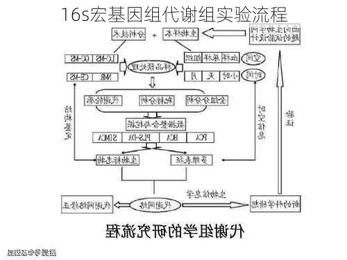 16s宏基因组代谢组实验流程