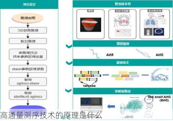 高通量测序技术的原理是什么