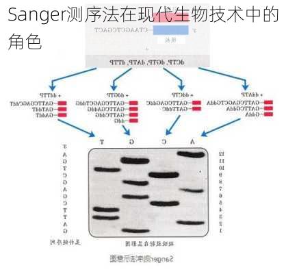 Sanger测序法在现代生物技术中的角色