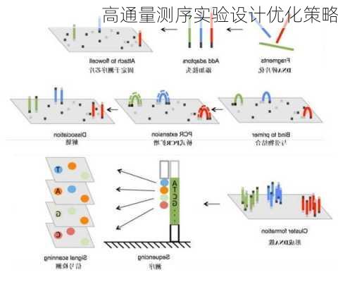 高通量测序实验设计优化策略