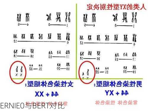 ERNIE0与BERT对比