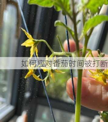 如何应对番茄时间被打断