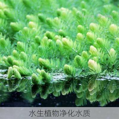 水生植物净化水质